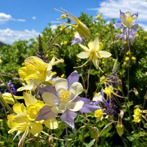 Colorado Columbine 2020